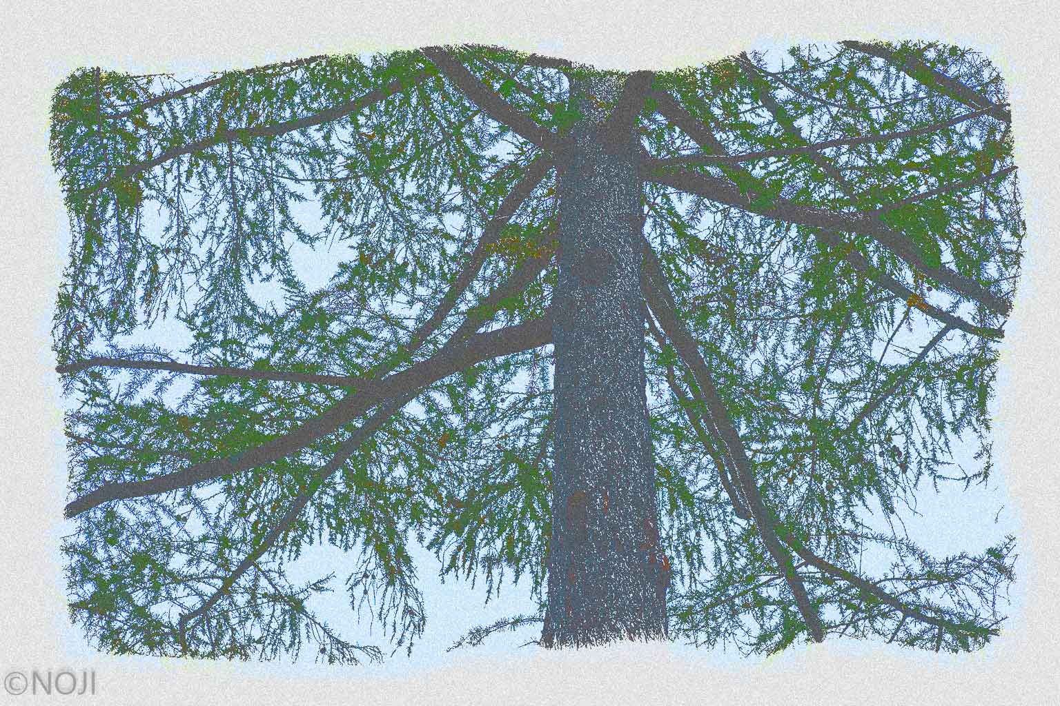 xtz0006 the Pine Tree