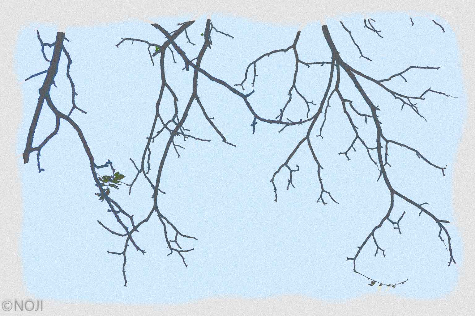 xtz0007 Willow Tree