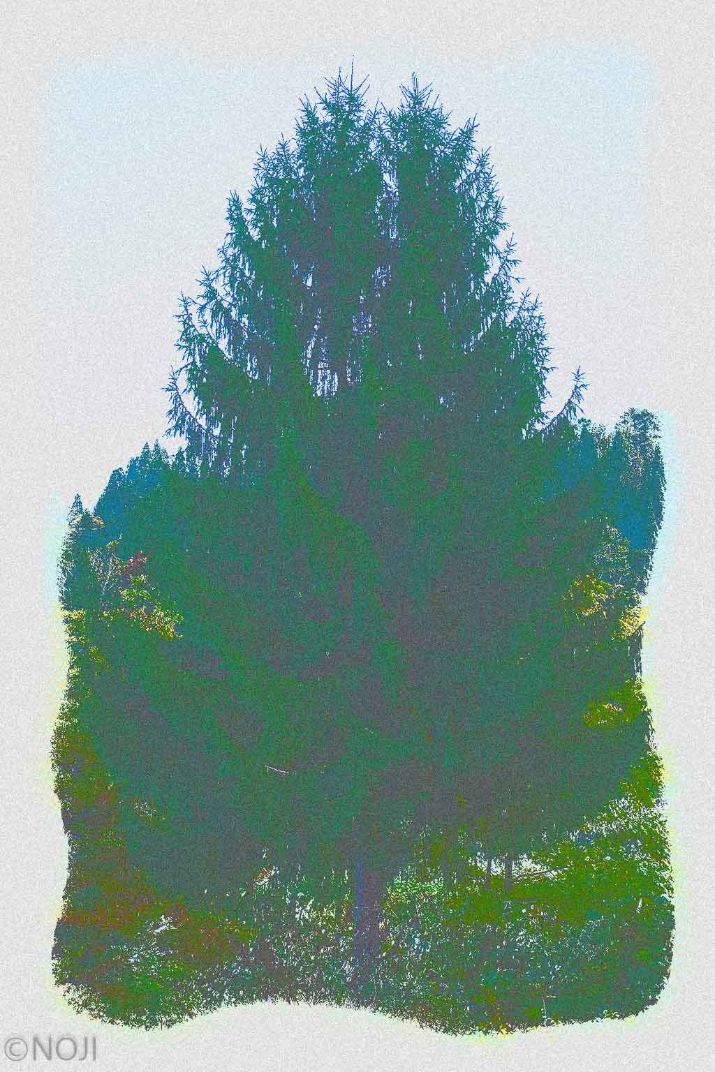 xtz0009 Fir Tree