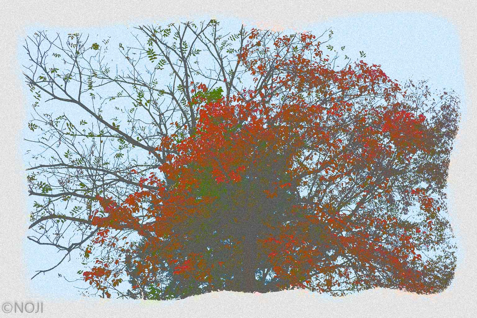 xtz0010 Trees in Autumn