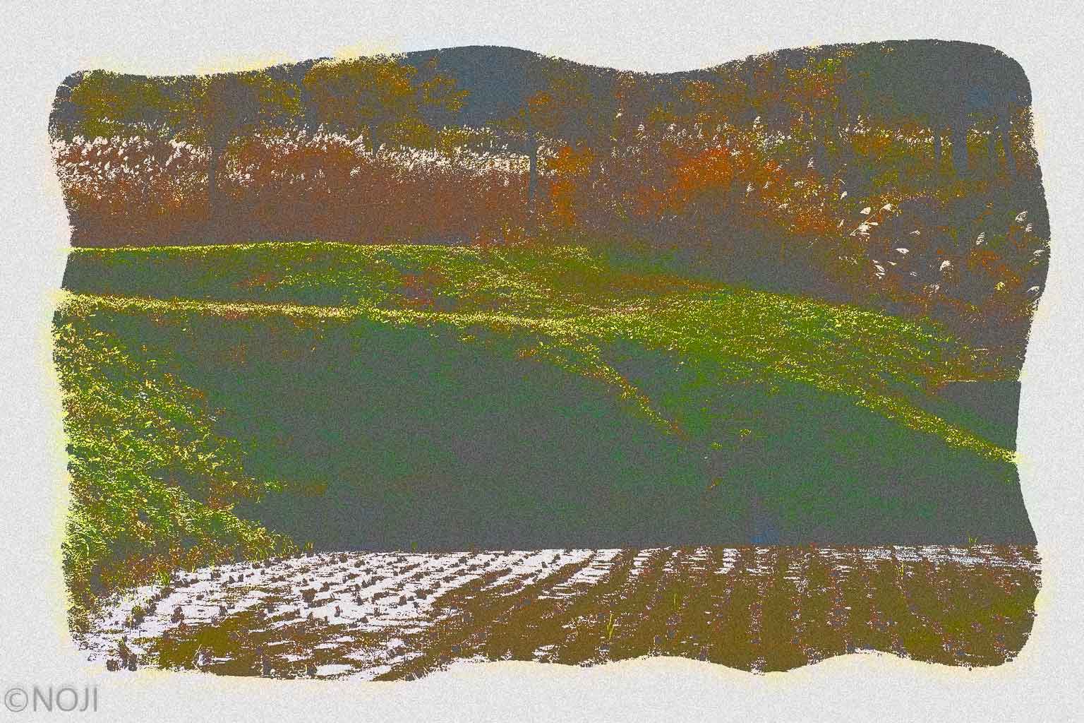 xtz0013 Rice field in November