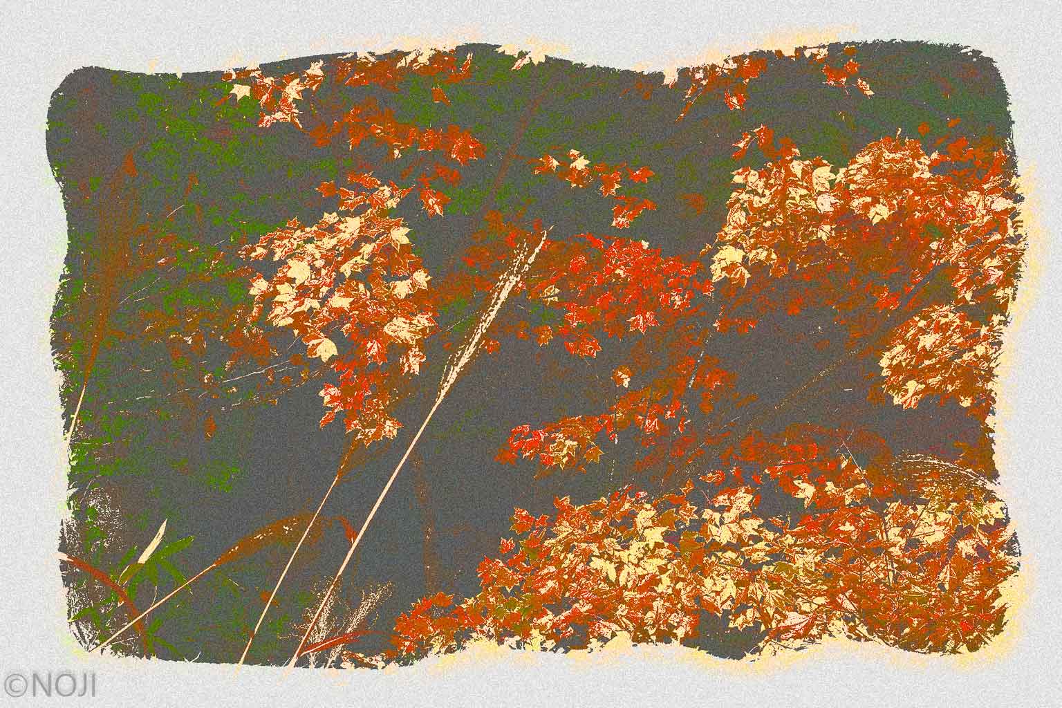 xtz0017 Maple Leaves